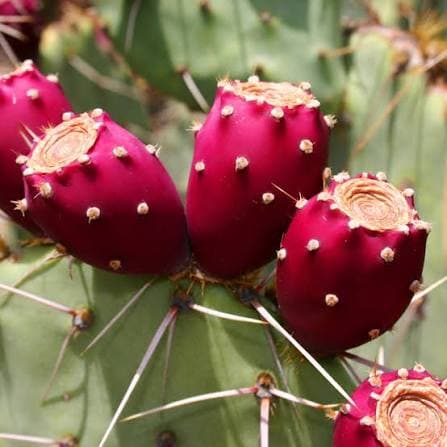 Ripe magenta prickly pear fruits on an Opuntia cactus—Arizona prickly pear jelly ingredient